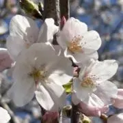 NOBOTの画像