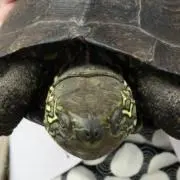 LANVIN sport ランバンスポール4着まとめ売り 42 デサント 日本製