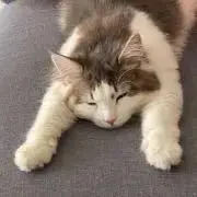 にゃーこの画像