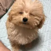 カミキ―