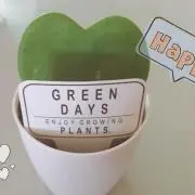 pachiの画像