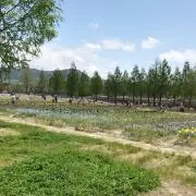 ラムネ
