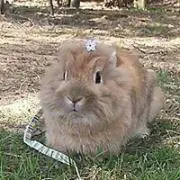 うさぎのだいきち