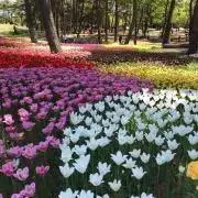 machiの画像
