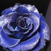シルビアの画像