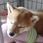 ぴよ☆