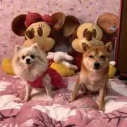 タロシロの画像