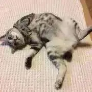 にゃおの画像