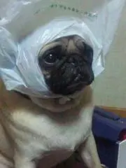 ルパン犬