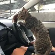 Chitaの画像