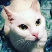 シャン