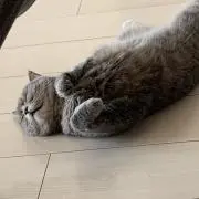 Mugの画像