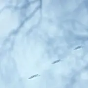 カールの画像