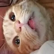 ほわいてぃ