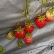イチゴだいすき