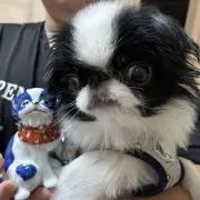 ももちゃん