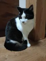 めーちゃん