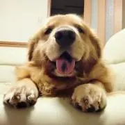 武蔵くん