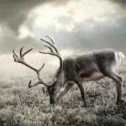 Deer hornの画像