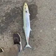 こじゃるぺんぎんの画像