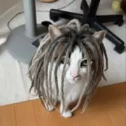 がんぐりおんの画像