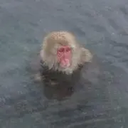 ヨーグルト