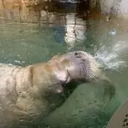 メロンの画像