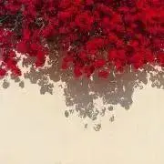 ゆきの画像