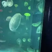 TAKの画像