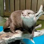ひなこの画像