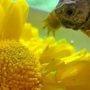 りり
