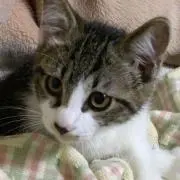 さゆた