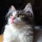 momu