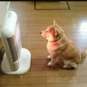 丸山リチャードの画像