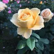 モナカの画像