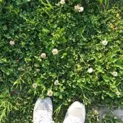 mimiの画像
