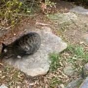 貴