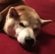 Pontareの画像