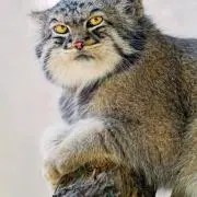 ppapの画像