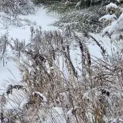 どんぐり