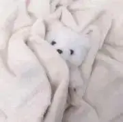 きょうもちの画像