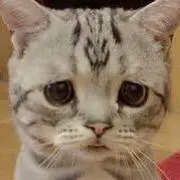 にゃんちゅー