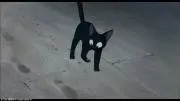 メルルの画像