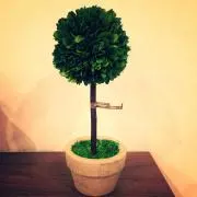 Green☆の画像