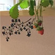 きづい