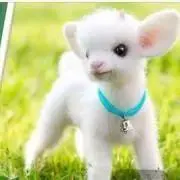 ☘ アンティ❦即購入歓迎！の画像