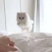 ナゴの画像