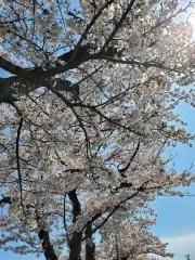 きむきむの画像