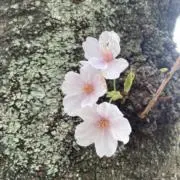 ぽん※プロフご確認下さい※の画像