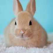 ウサギですの画像